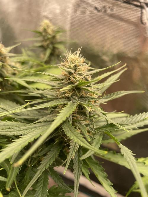Blueberry Auto - Zamnesia. Week 7