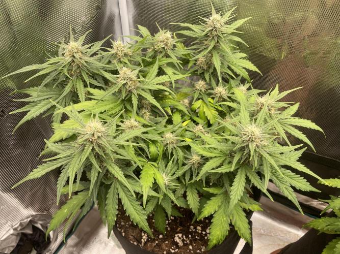 Blueberry Auto - Zamnesia. Week 7