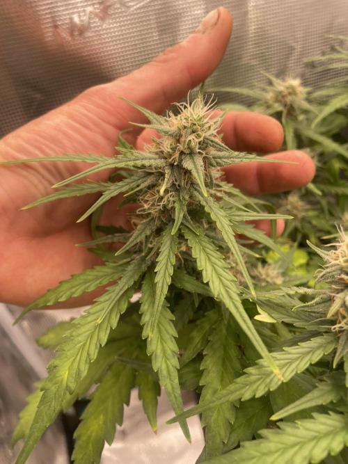 Blueberry Auto - Zamnesia. Week 7