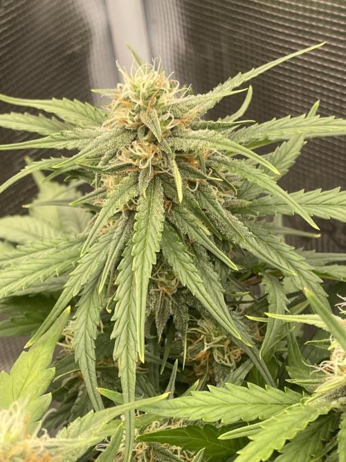 Blueberry Auto - Zamnesia. Week 7