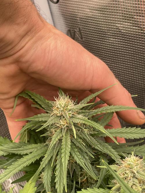 Blueberry Auto - Zamnesia. Week 7