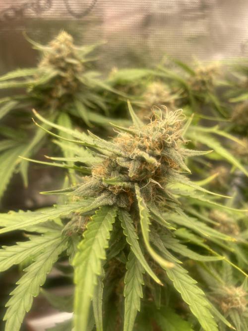Blueberry Auto - Zamnesia. Week 8