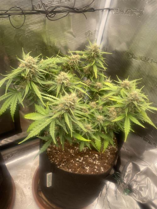 Blueberry Auto - Zamnesia. Week 8