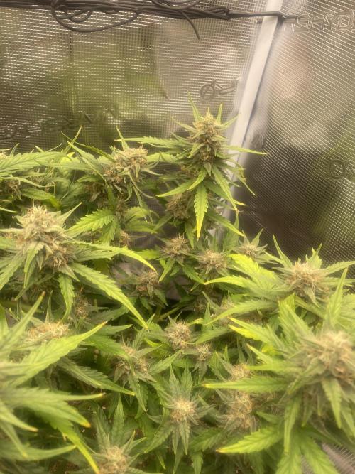 Blueberry Auto - Zamnesia. Week 8