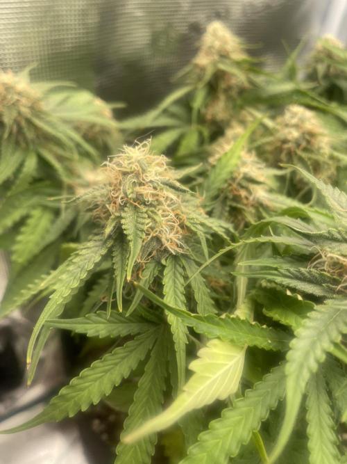 Tropical Mintz OG F1 Auto - Zamnesia. Week 8