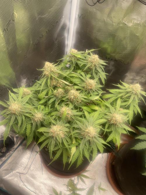 Tropical Mintz OG F1 Auto - Zamnesia. Week 8