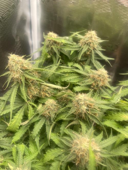 Tropical Mintz OG F1 Auto - Zamnesia. Week 8