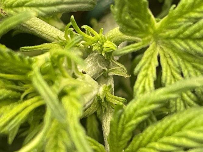 My First Growth--- Zamnesia Fast Pack. Week 4