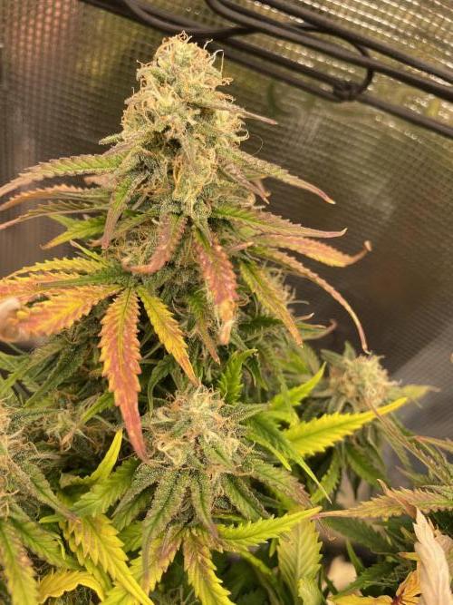 My First Growth--- Zamnesia Fast Pack. Week 10 - SS day 64