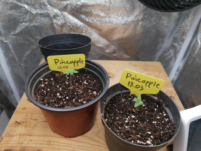 Pineapple Express Auto Strain. Week 0