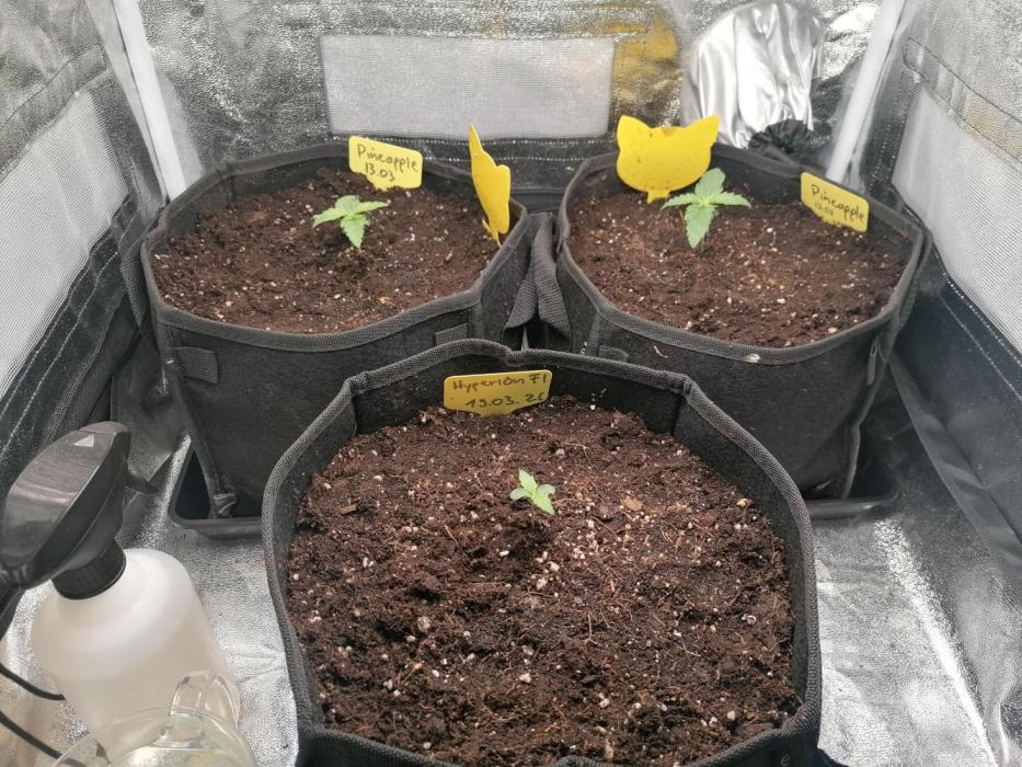 Pineapple Express Auto Strain. Week 1