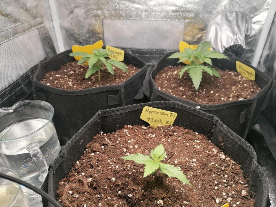 Pineapple Express Auto Strain. Week 2
