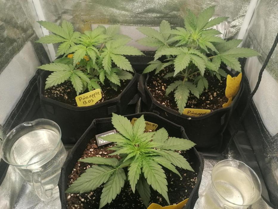 Pineapple Express Auto Strain. Week 3