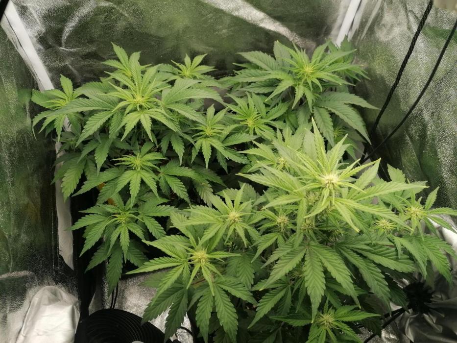 Pineapple Express Auto Strain. Week 5