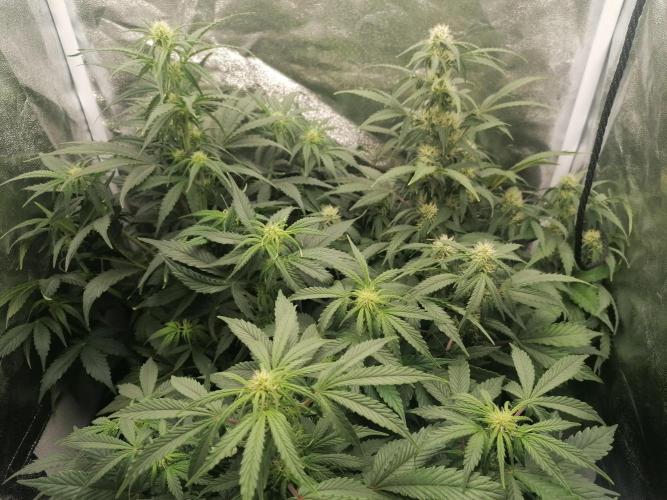Pineapple Express Auto. Week 6