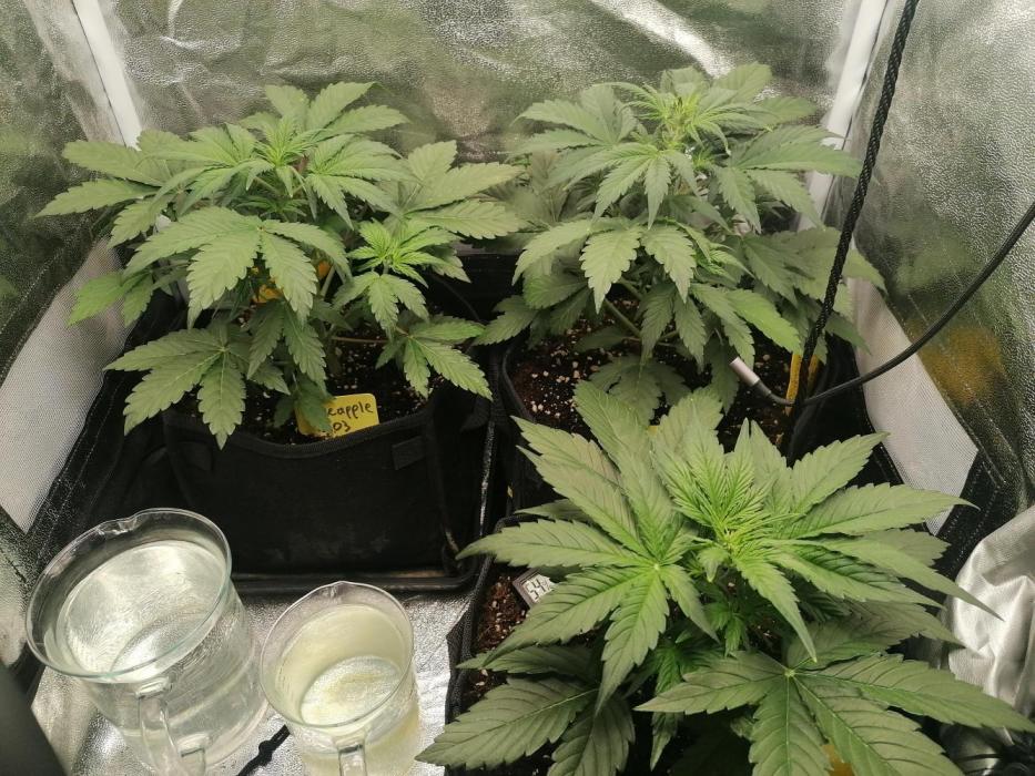 Pineapple Express Auto Strain. Week 4