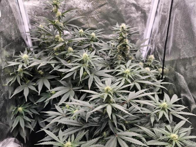 Pineapple Express Auto Strain. Week 7