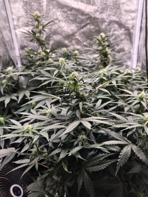 Pineapple Express Auto Strain. Week 7