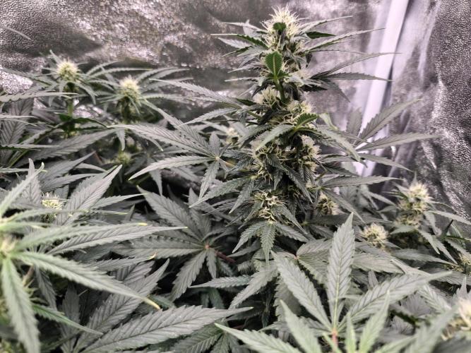 Pineapple Express Auto Strain. Week 7