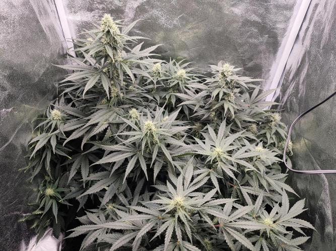 Pineapple Express Auto Strain. Week 8