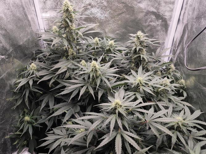 Pineapple Express Auto Strain. Week 8
