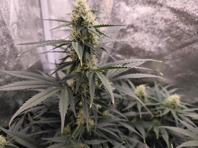 Pineapple Express Auto Strain. Week 8