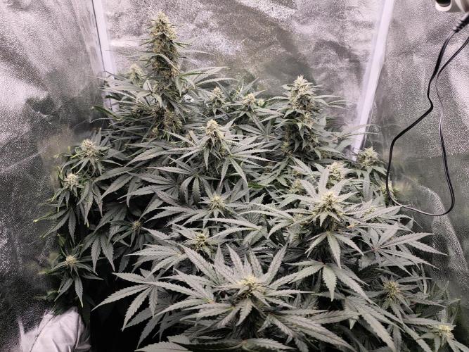 Pineapple Express Auto Strain. Week 9