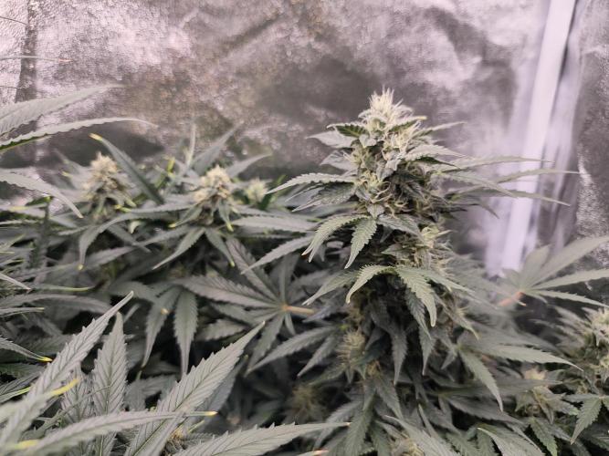 Pineapple Express Auto Strain. Week 9