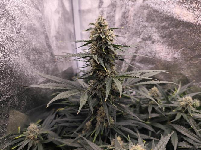 Pineapple Express Auto Strain. Week 9