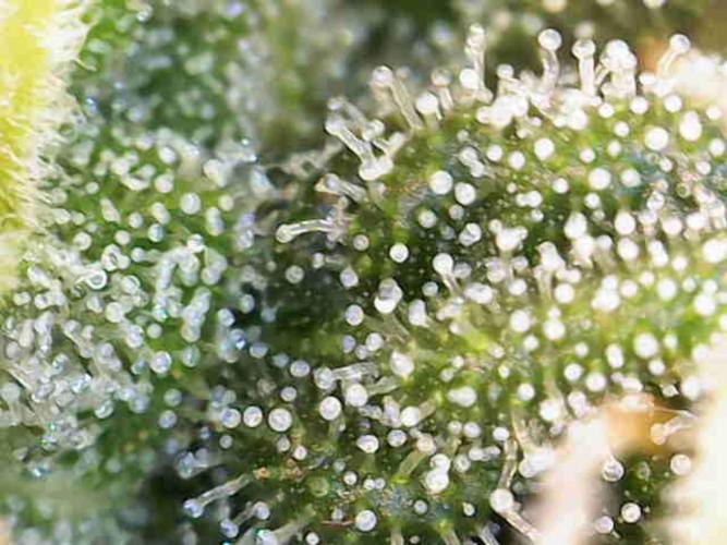 Pineapple Express Auto Strain. Week 9 - Hier mal ein Bild der Trichome auf der Blühte. 