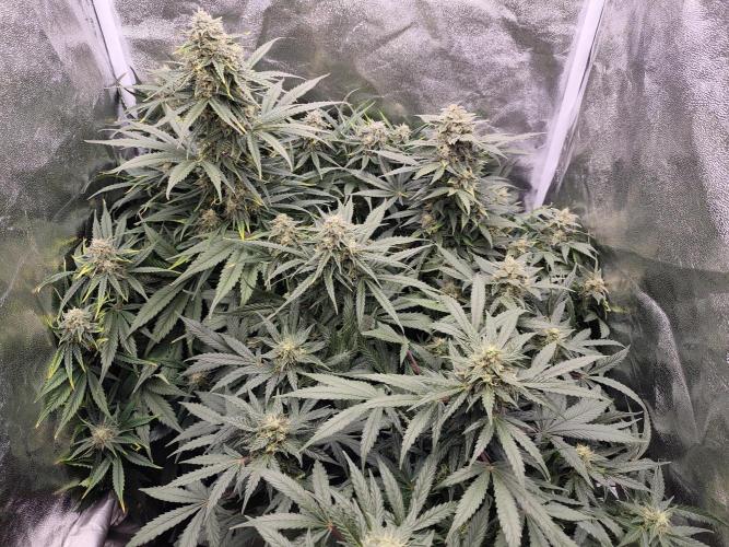 Pineapple Express Auto Strain. Week 10