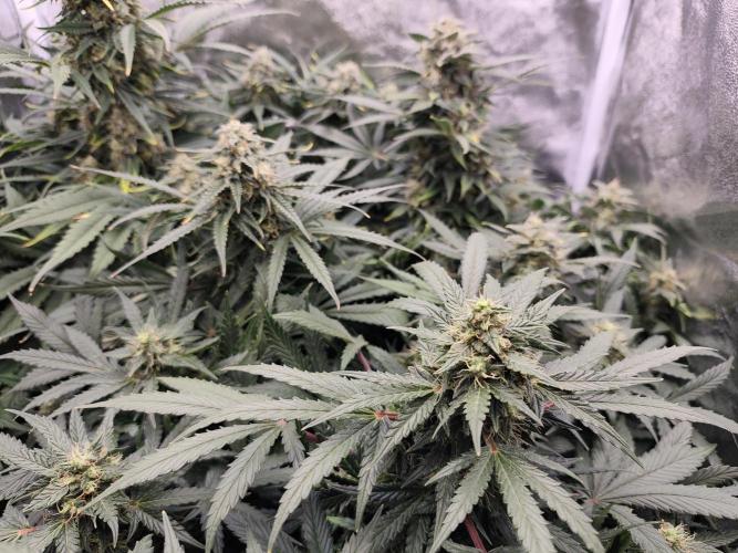 Pineapple Express Auto Strain. Week 10