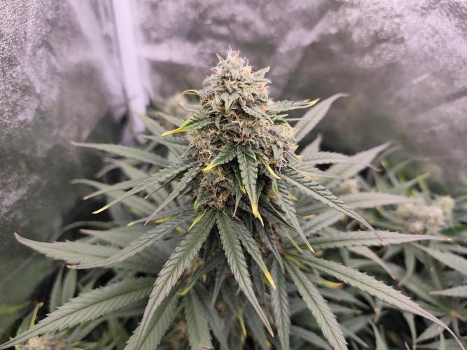 Pineapple Express Auto Strain. Week 10