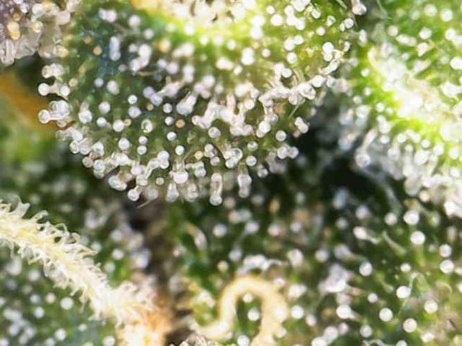 Pineapple Express Auto Strain. Week 10