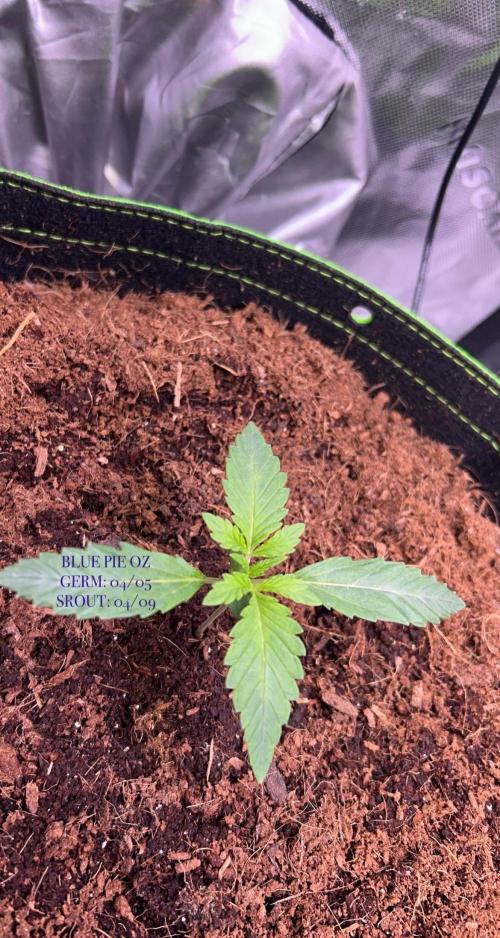 First Time Luck 🤞. Week 0