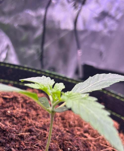 First Time Luck 🤞. Week 0