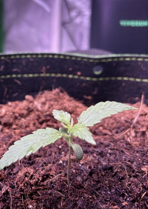First Time Luck 🤞. Week 0