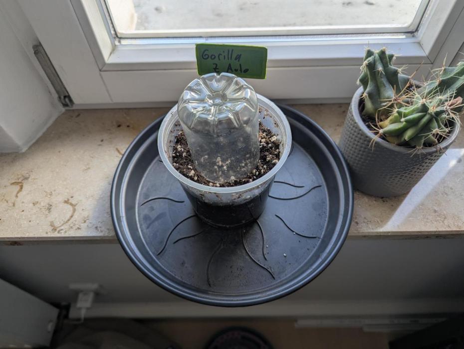 Outdoor 1. Week 0 - Celebring 4/20 by planting a seed for the balcony plant.