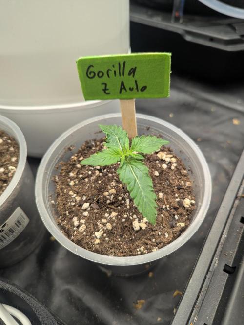 Outdoor 1. Week 2 - Day 8 since sprout. 