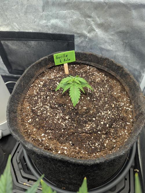 Outdoor 1. Week 2 - Day 12 was transplant day. A couple of days later than I would like. 