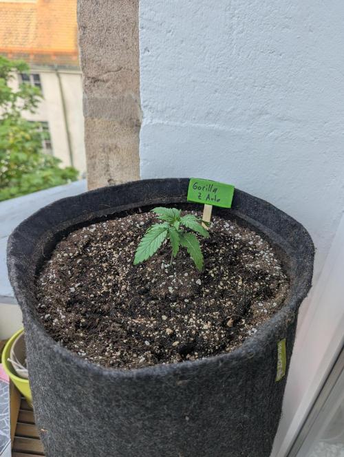 Outdoor 1. Week 2 - She finally moved out to the balcony.