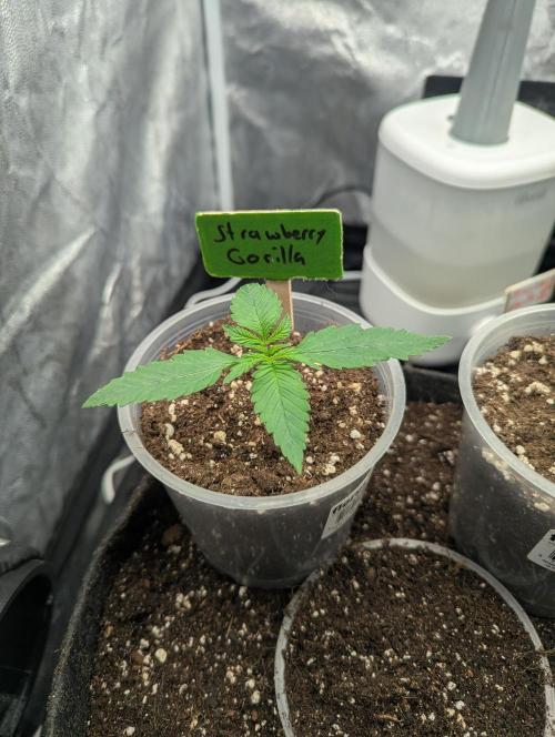 Gen 4. Week 2 - Strawberry Gorilla on day 9