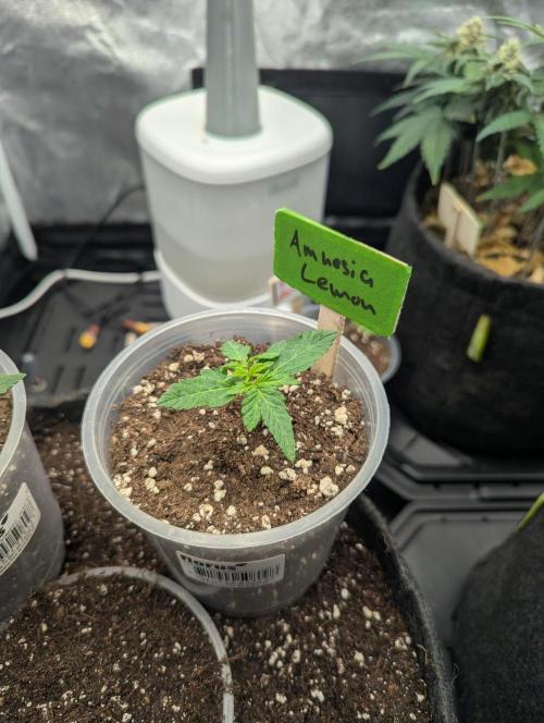 Gen 4. Week 2 - Amnesia Lemon on day 10