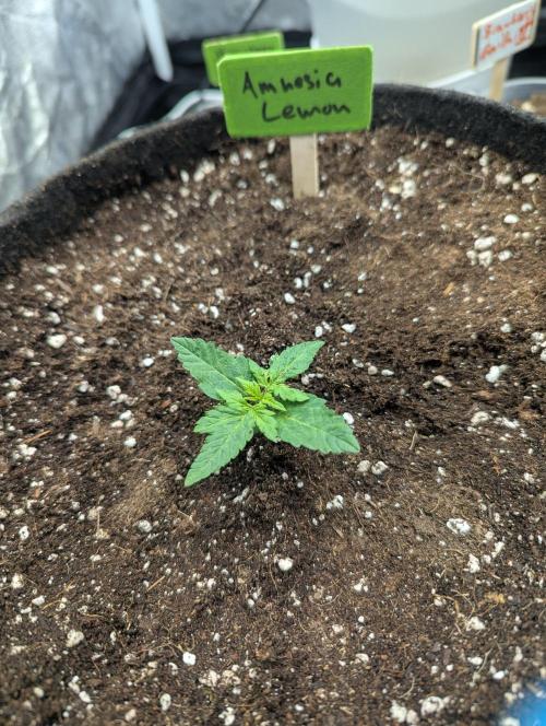 Gen 4. Week 2 - Transplanted in a roughly 70coco, 20 Perlite, 10 Worm Castings plus 15g of GHF BioGrow