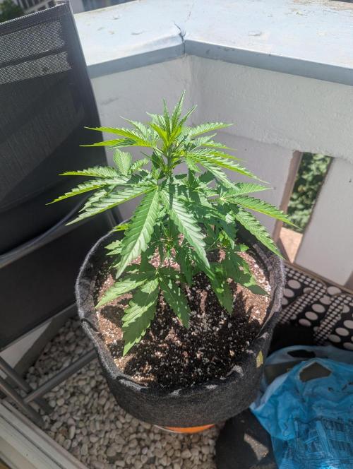 Outdoor 1. Week 5 - She's thriving! 