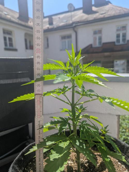 Outdoor 1. Week 5 - getting tall