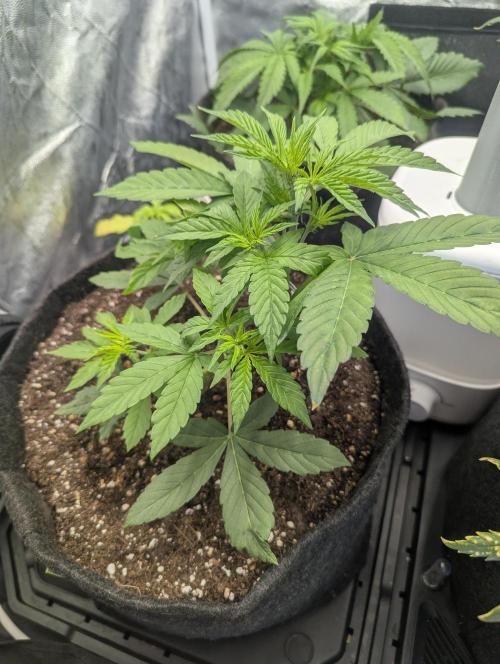 Gen 4. Week 4 - Amnesia Lemon on Day 23. Bent her over and took a few fan leaves.