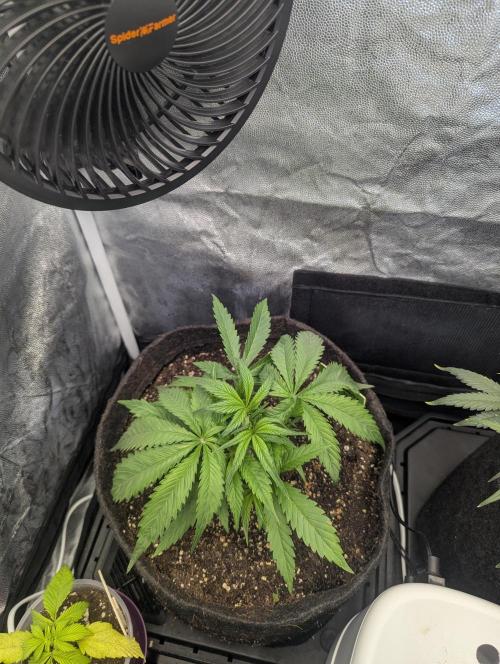 Gen 4. Week 4 - Strawberry Gorilla on day 22. Just took the bottom fan leaves. they were touching the soil and pot. 