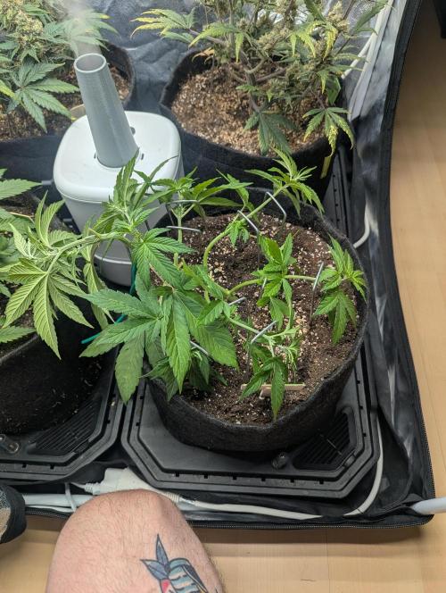 Gen 4. Week 4 - Amnesia Lemon - Day 26: topdressed her yesterday and fully spread her out