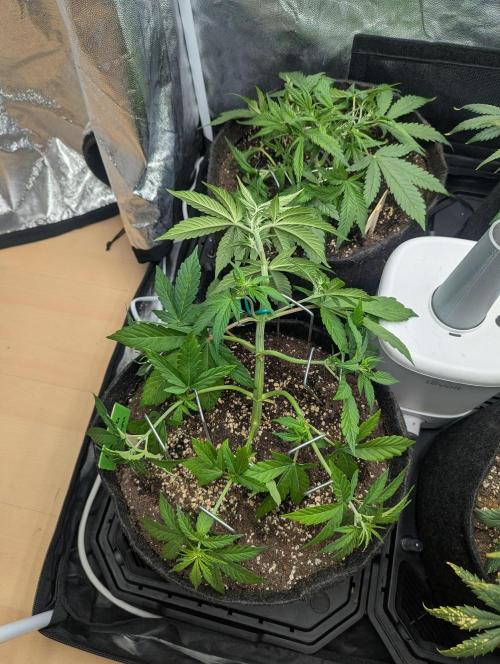 Gen 4. Week 4